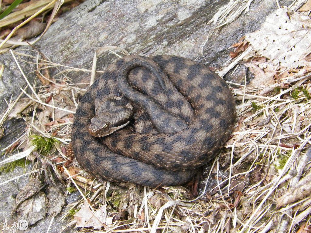 外交部发言人聚焦吉林，东北亚重要节点与中国发展方案